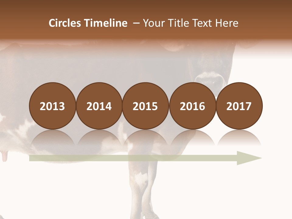 Brown Jersey Cow (10 Years Old) In Front Of A White Background PowerPoint Template