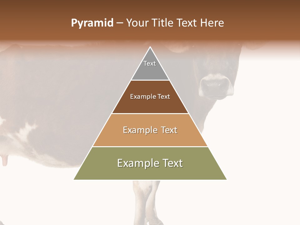 Brown Jersey Cow (10 Years Old) In Front Of A White Background PowerPoint Template