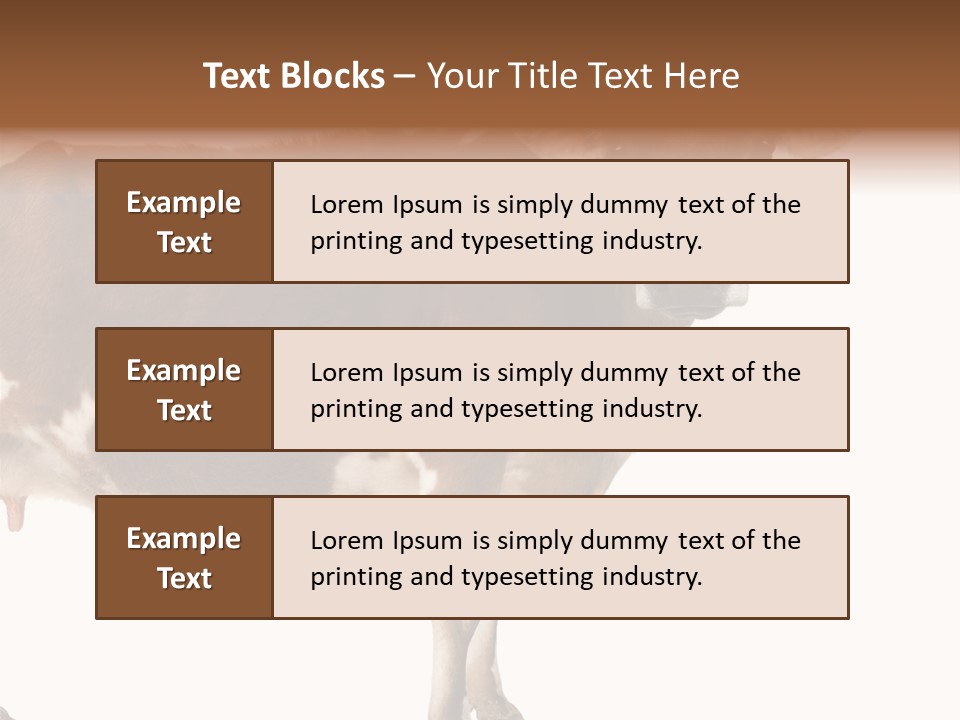 Brown Jersey Cow (10 Years Old) In Front Of A White Background PowerPoint Template