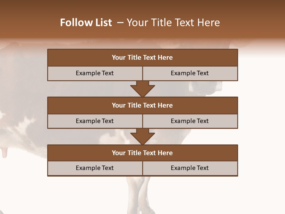 Brown Jersey Cow (10 Years Old) In Front Of A White Background PowerPoint Template