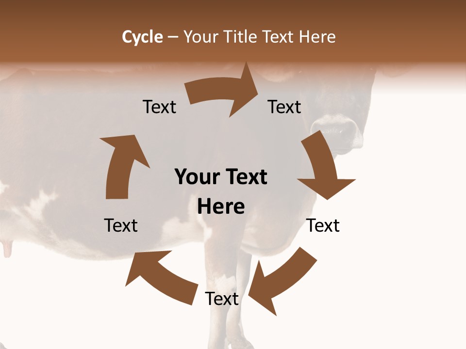 Brown Jersey Cow (10 Years Old) In Front Of A White Background PowerPoint Template