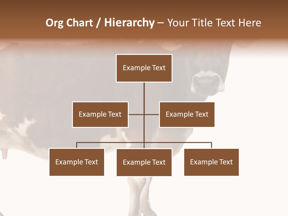 Brown Jersey Cow (10 Years Old) In Front Of A White Background PowerPoint Template