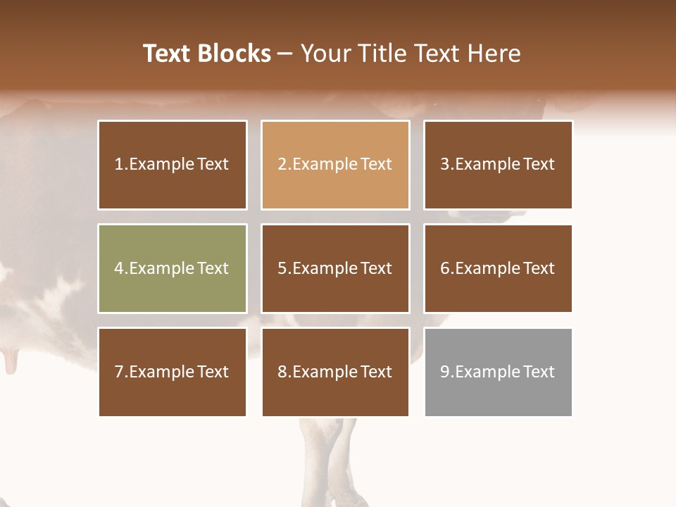 Brown Jersey Cow (10 Years Old) In Front Of A White Background PowerPoint Template