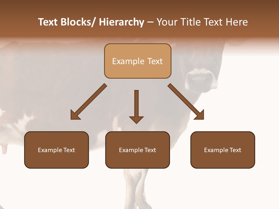 Brown Jersey Cow (10 Years Old) In Front Of A White Background PowerPoint Template