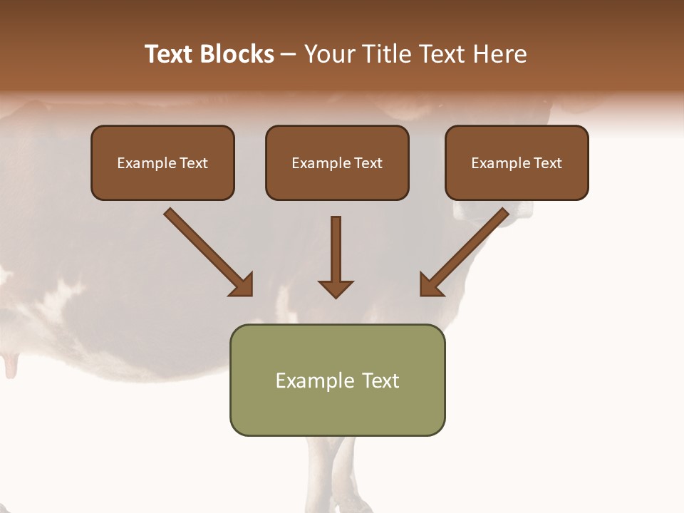 Brown Jersey Cow (10 Years Old) In Front Of A White Background PowerPoint Template