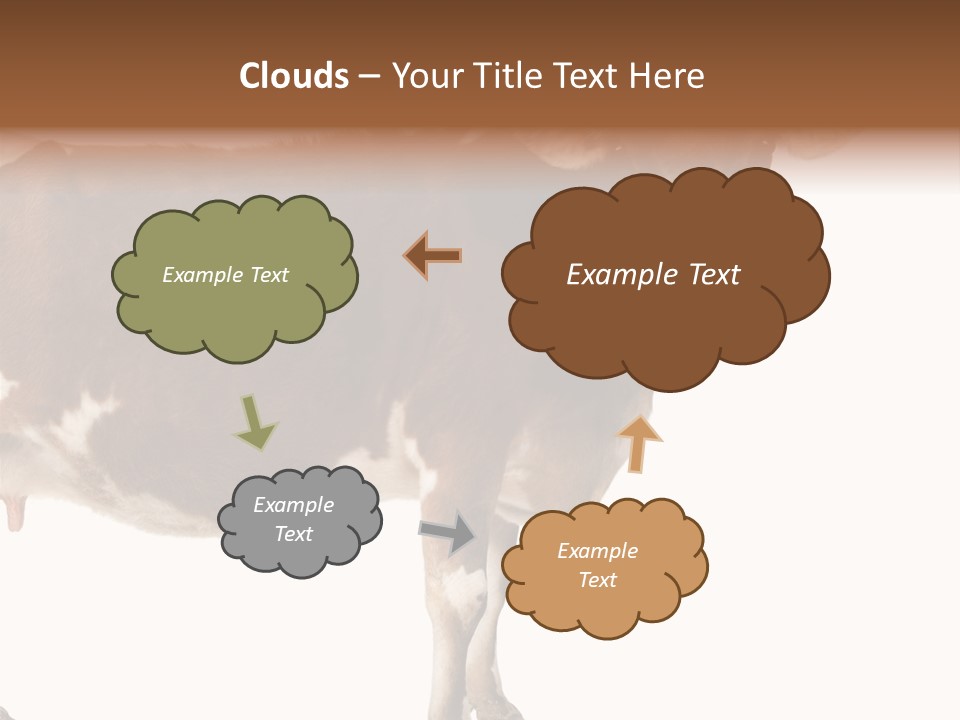 Brown Jersey Cow (10 Years Old) In Front Of A White Background PowerPoint Template