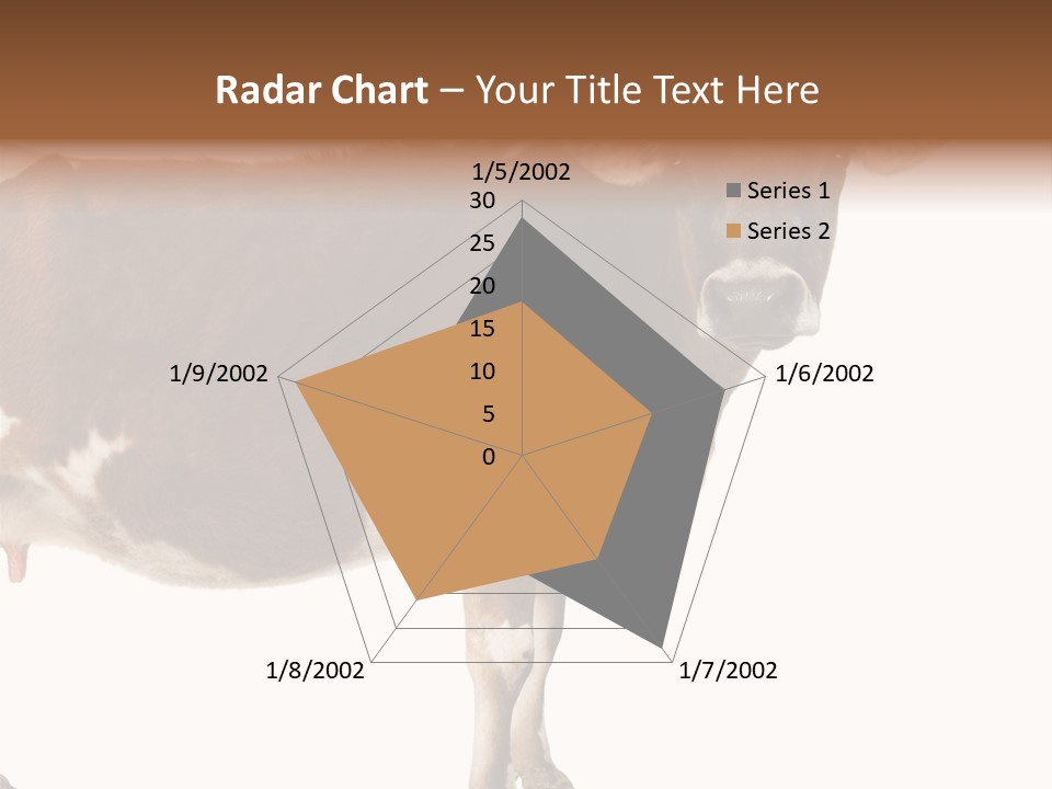 Brown Jersey Cow (10 Years Old) In Front Of A White Background PowerPoint Template
