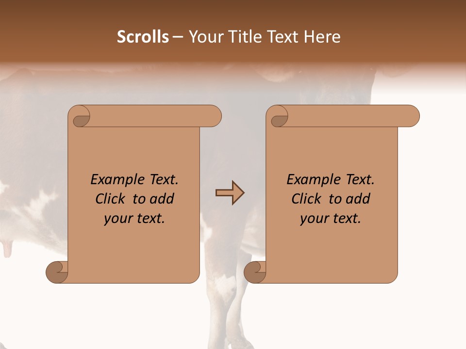 Brown Jersey Cow (10 Years Old) In Front Of A White Background PowerPoint Template