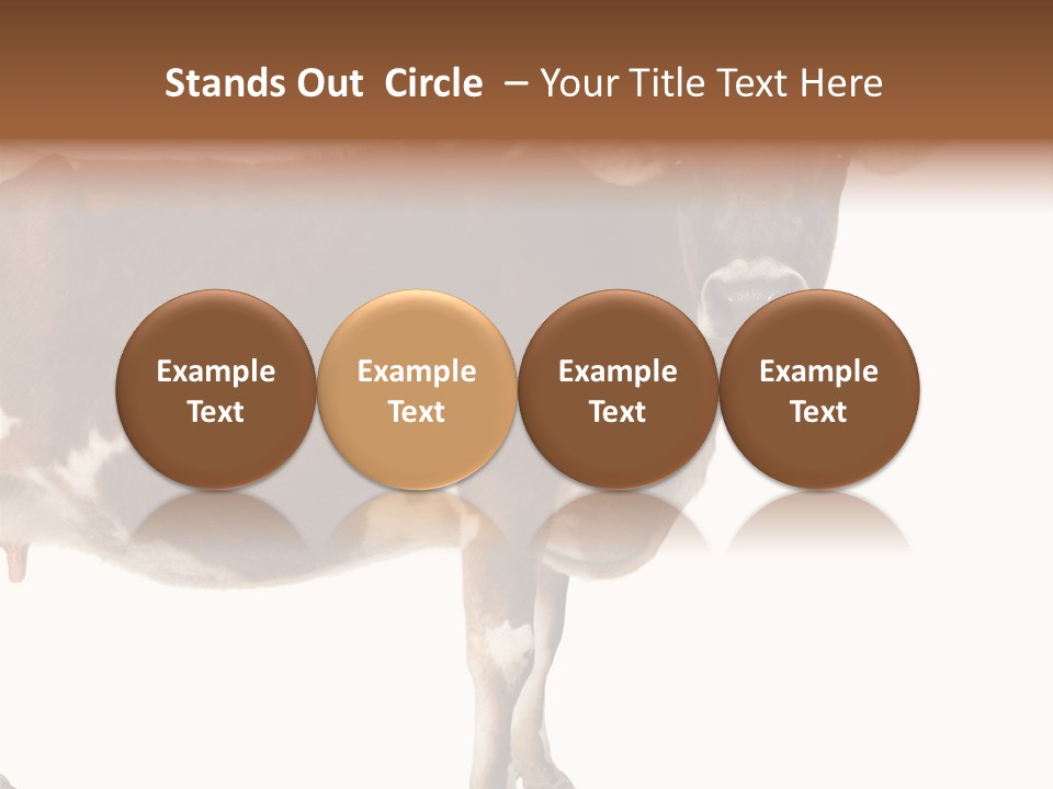 Brown Jersey Cow (10 Years Old) In Front Of A White Background PowerPoint Template