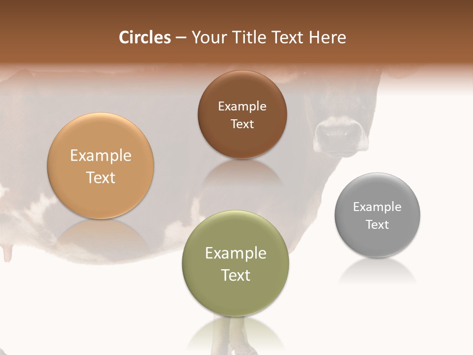 Brown Jersey Cow (10 Years Old) In Front Of A White Background PowerPoint Template