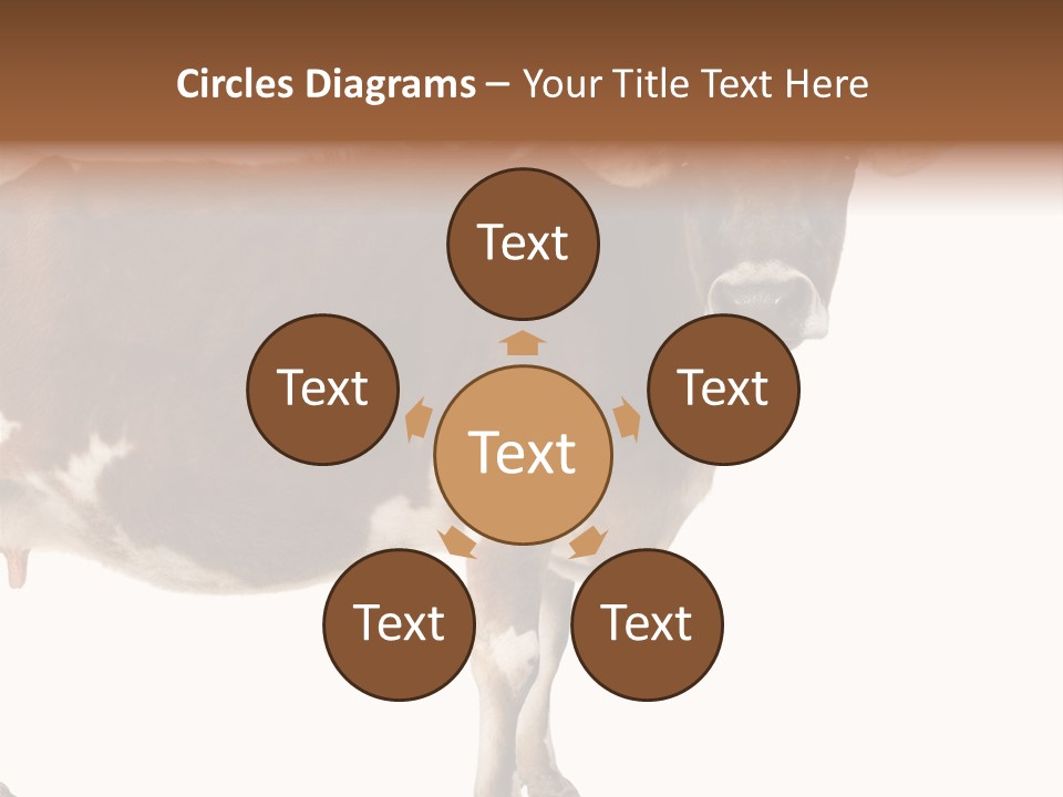 Brown Jersey Cow (10 Years Old) In Front Of A White Background PowerPoint Template