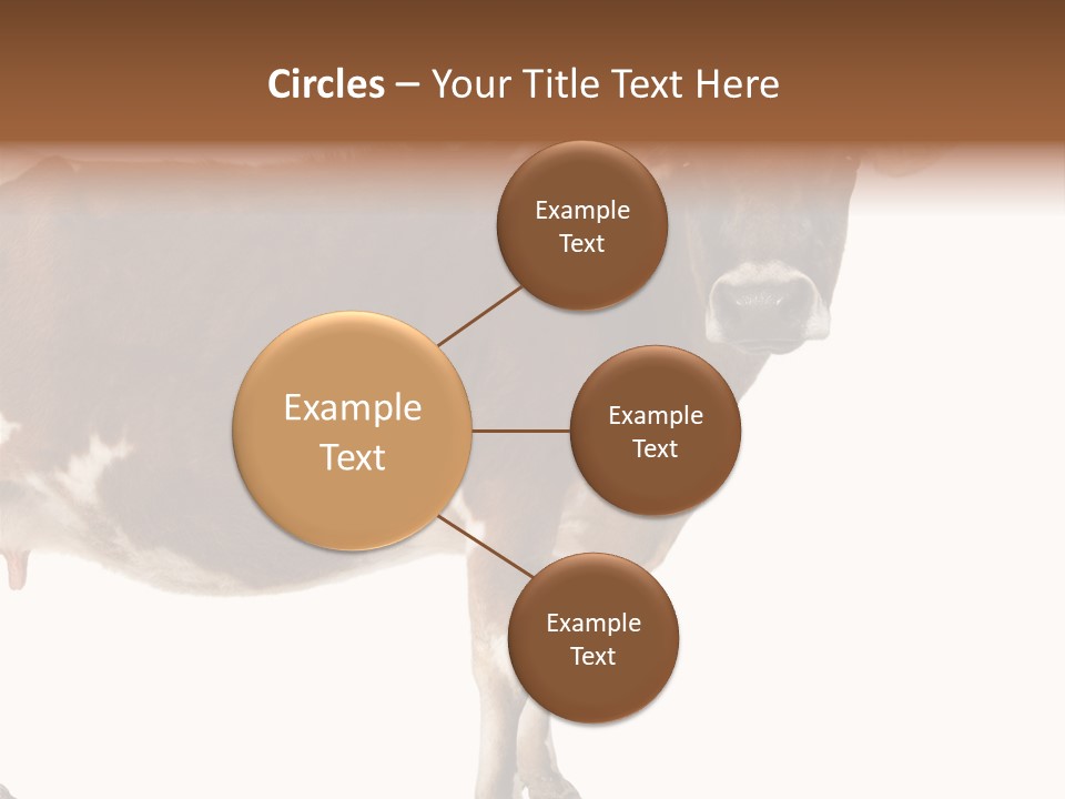 Brown Jersey Cow (10 Years Old) In Front Of A White Background PowerPoint Template