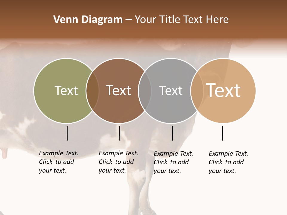 Brown Jersey Cow (10 Years Old) In Front Of A White Background PowerPoint Template