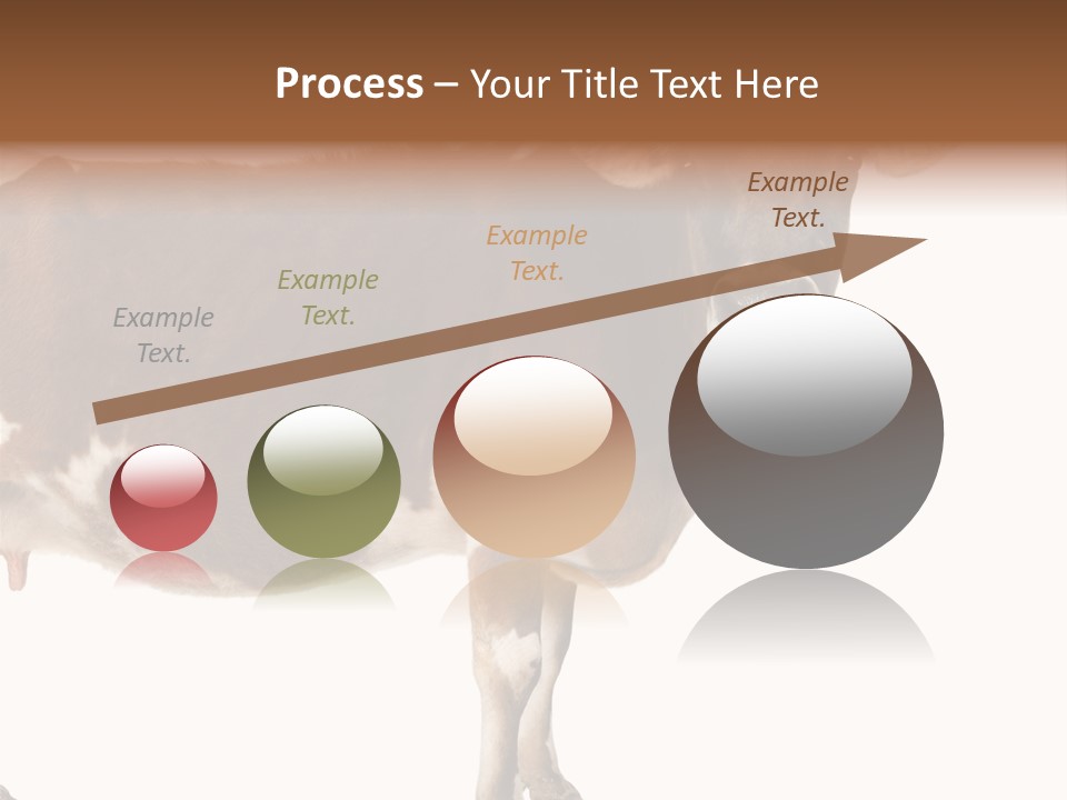 Brown Jersey Cow (10 Years Old) In Front Of A White Background PowerPoint Template