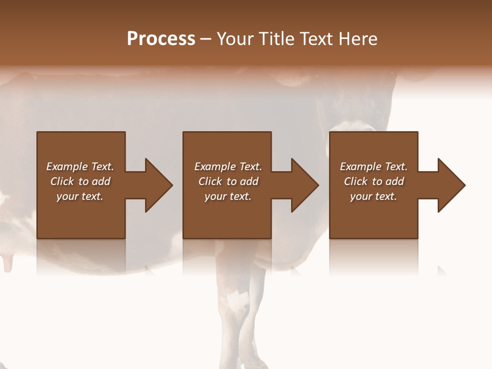 Brown Jersey Cow (10 Years Old) In Front Of A White Background PowerPoint Template