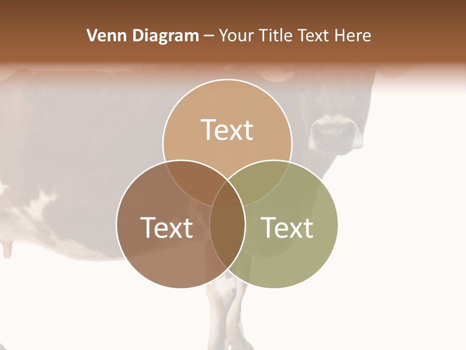 Brown Jersey Cow (10 Years Old) In Front Of A White Background PowerPoint Template