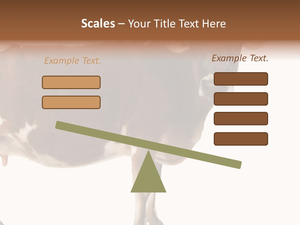 Brown Jersey Cow (10 Years Old) In Front Of A White Background PowerPoint Template