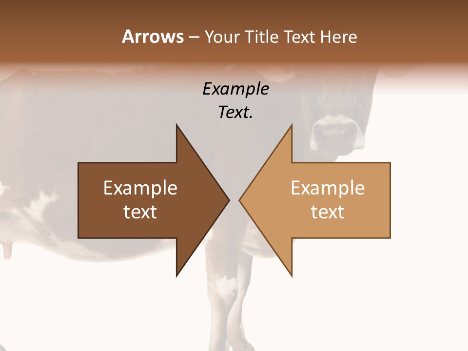 Brown Jersey Cow (10 Years Old) In Front Of A White Background PowerPoint Template