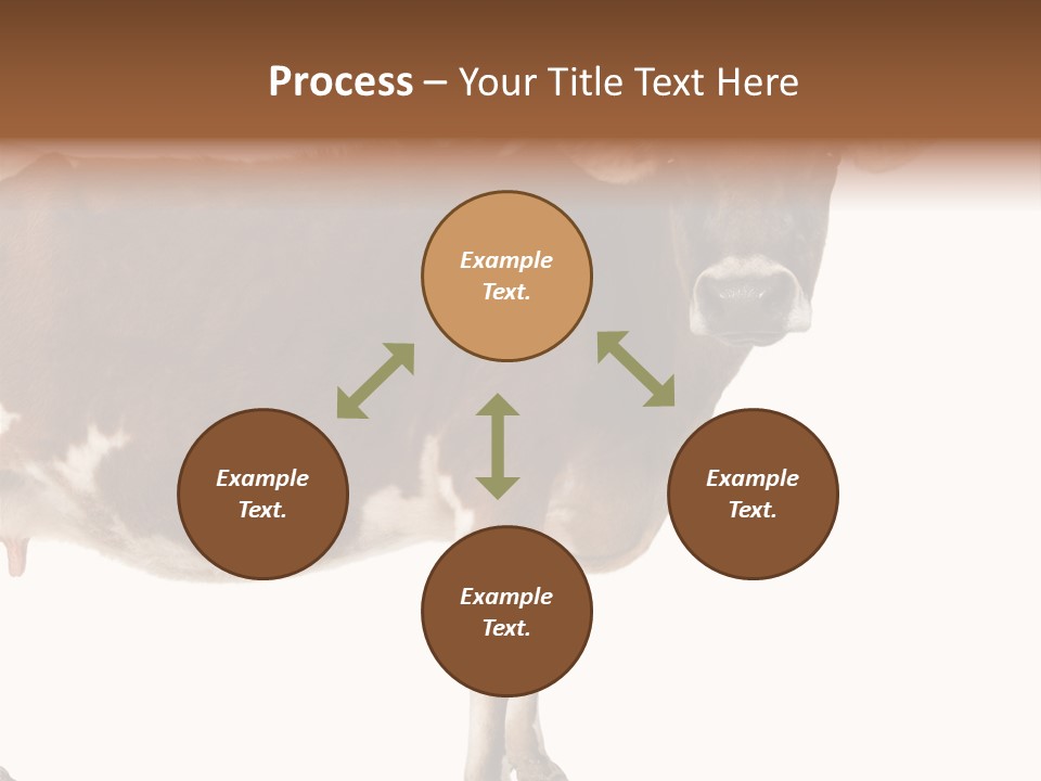 Brown Jersey Cow (10 Years Old) In Front Of A White Background PowerPoint Template