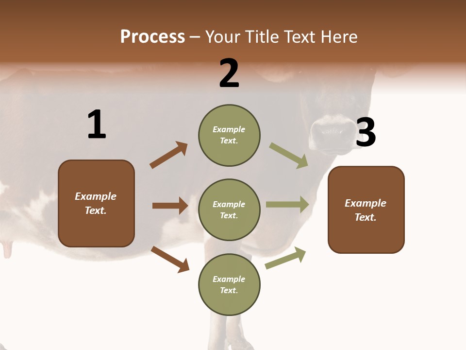 Brown Jersey Cow (10 Years Old) In Front Of A White Background PowerPoint Template