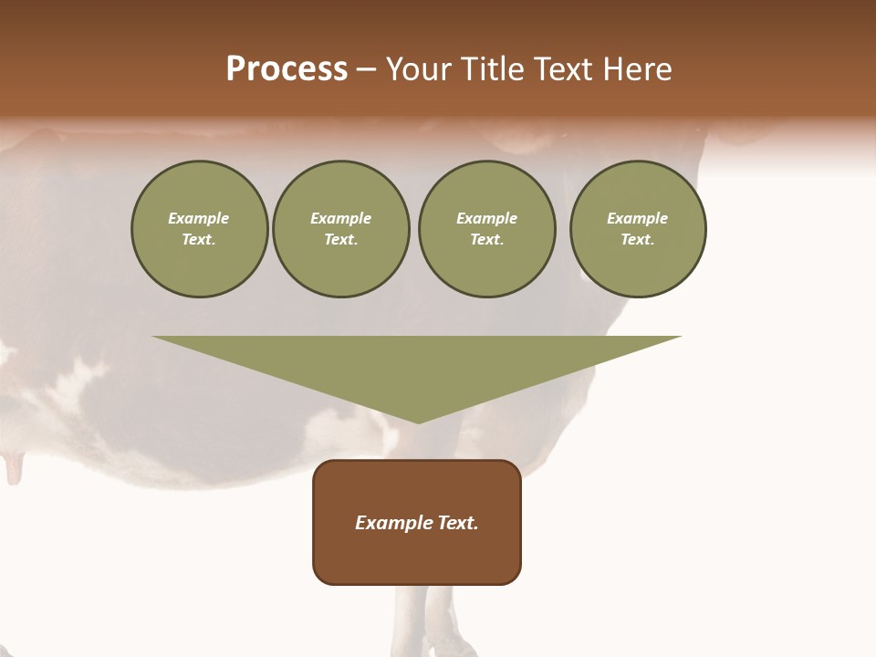 Brown Jersey Cow (10 Years Old) In Front Of A White Background PowerPoint Template