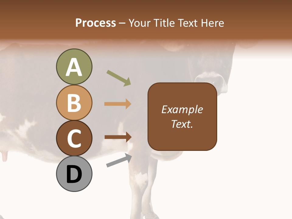 Brown Jersey Cow (10 Years Old) In Front Of A White Background PowerPoint Template