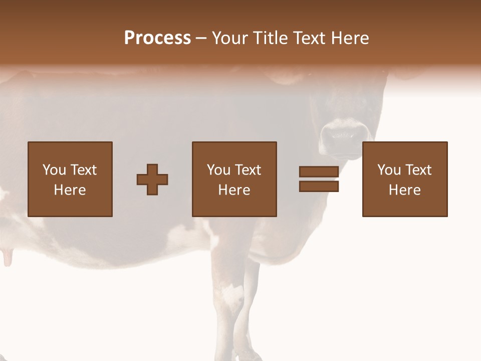 Brown Jersey Cow (10 Years Old) In Front Of A White Background PowerPoint Template
