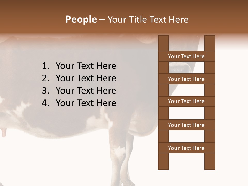 Brown Jersey Cow (10 Years Old) In Front Of A White Background PowerPoint Template