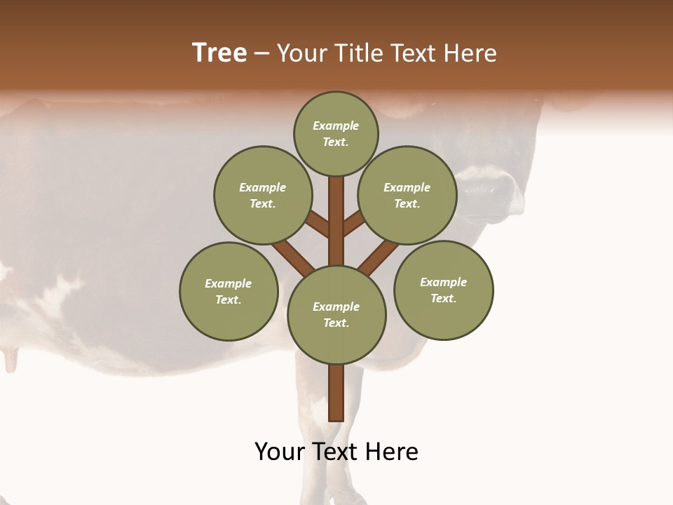 Brown Jersey Cow (10 Years Old) In Front Of A White Background PowerPoint Template