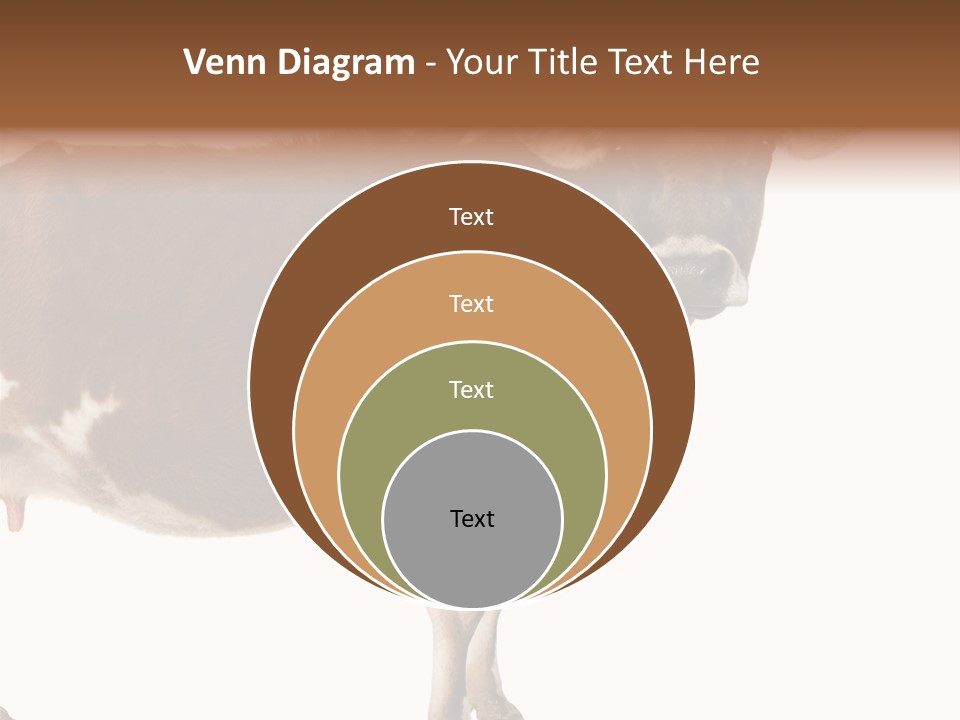 Brown Jersey Cow (10 Years Old) In Front Of A White Background PowerPoint Template