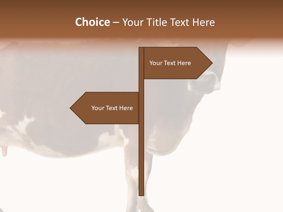 Brown Jersey Cow (10 Years Old) In Front Of A White Background PowerPoint Template