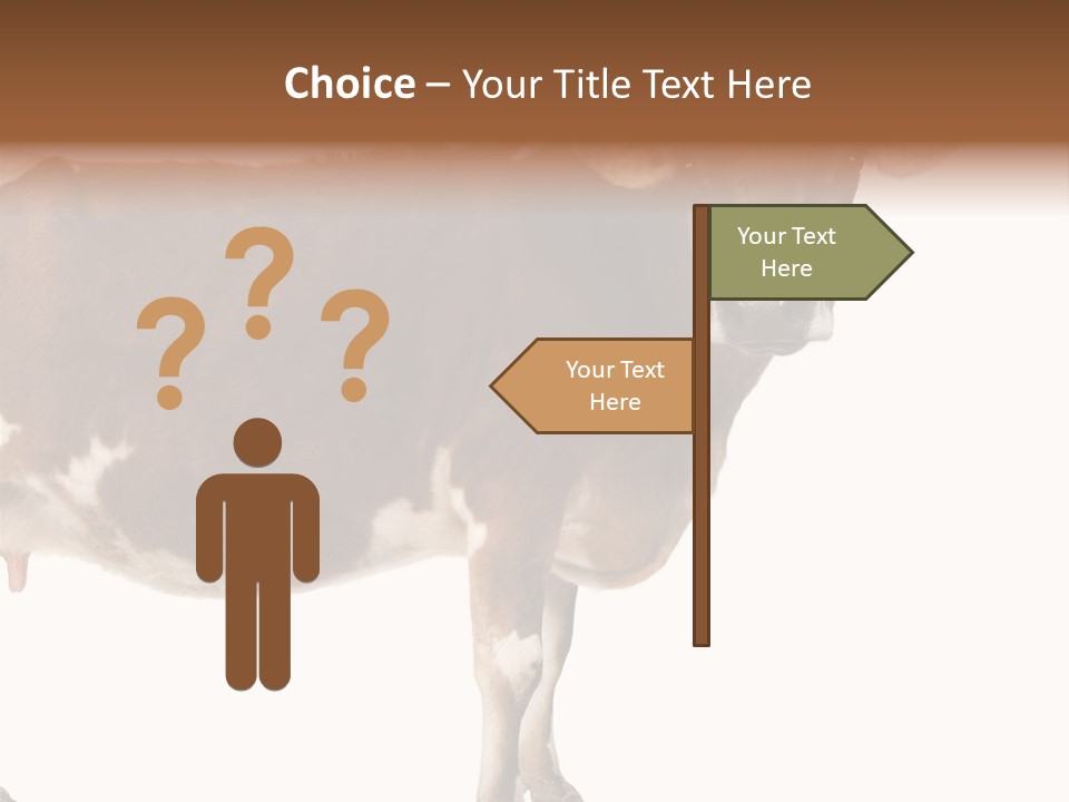 Brown Jersey Cow (10 Years Old) In Front Of A White Background PowerPoint Template