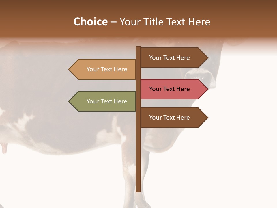 Brown Jersey Cow (10 Years Old) In Front Of A White Background PowerPoint Template