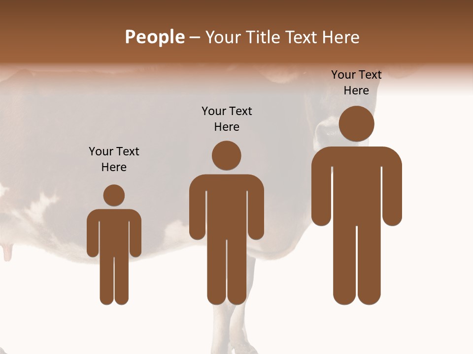 Brown Jersey Cow (10 Years Old) In Front Of A White Background PowerPoint Template