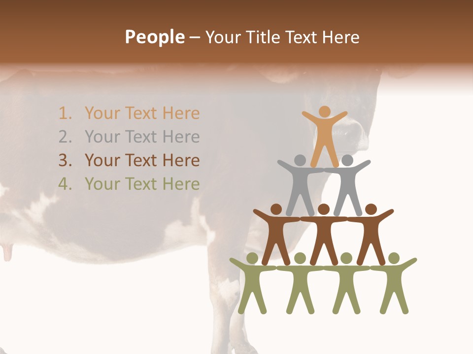 Brown Jersey Cow (10 Years Old) In Front Of A White Background PowerPoint Template