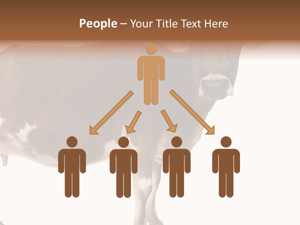 Brown Jersey Cow (10 Years Old) In Front Of A White Background PowerPoint Template