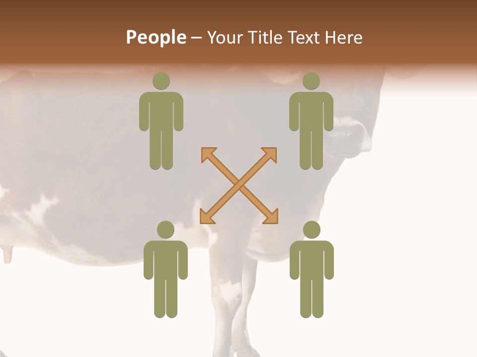 Brown Jersey Cow (10 Years Old) In Front Of A White Background PowerPoint Template