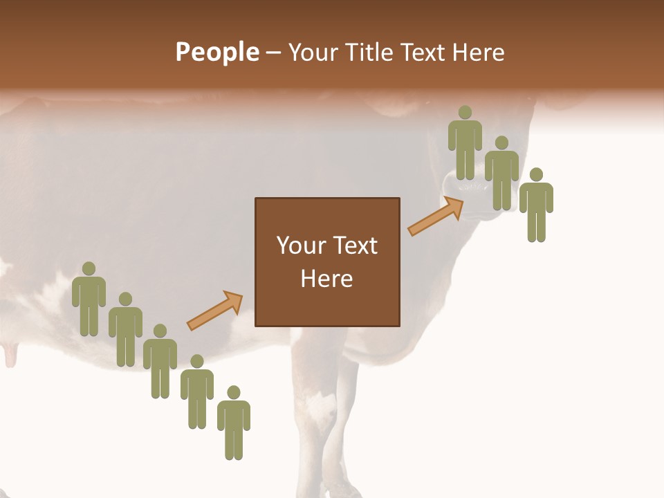 Brown Jersey Cow (10 Years Old) In Front Of A White Background PowerPoint Template