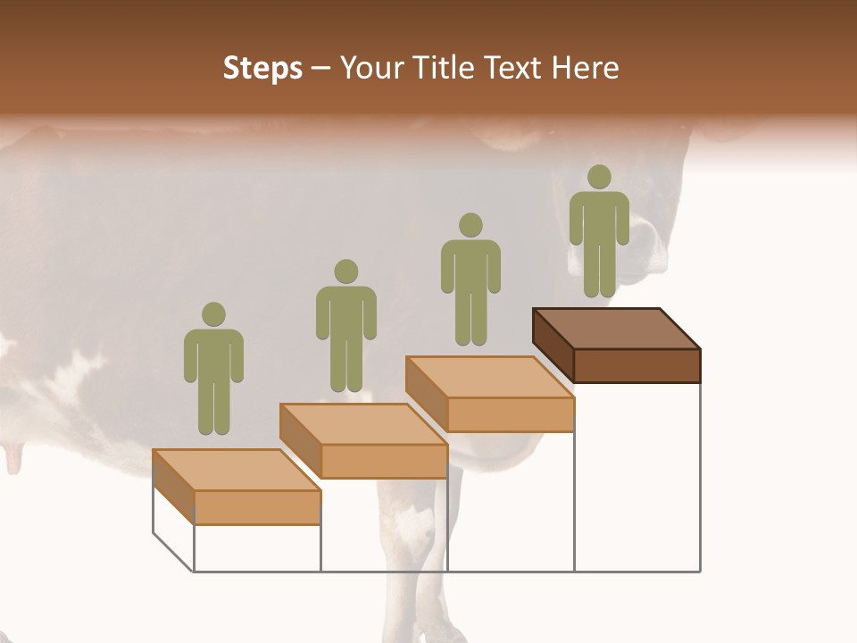 Brown Jersey Cow (10 Years Old) In Front Of A White Background PowerPoint Template