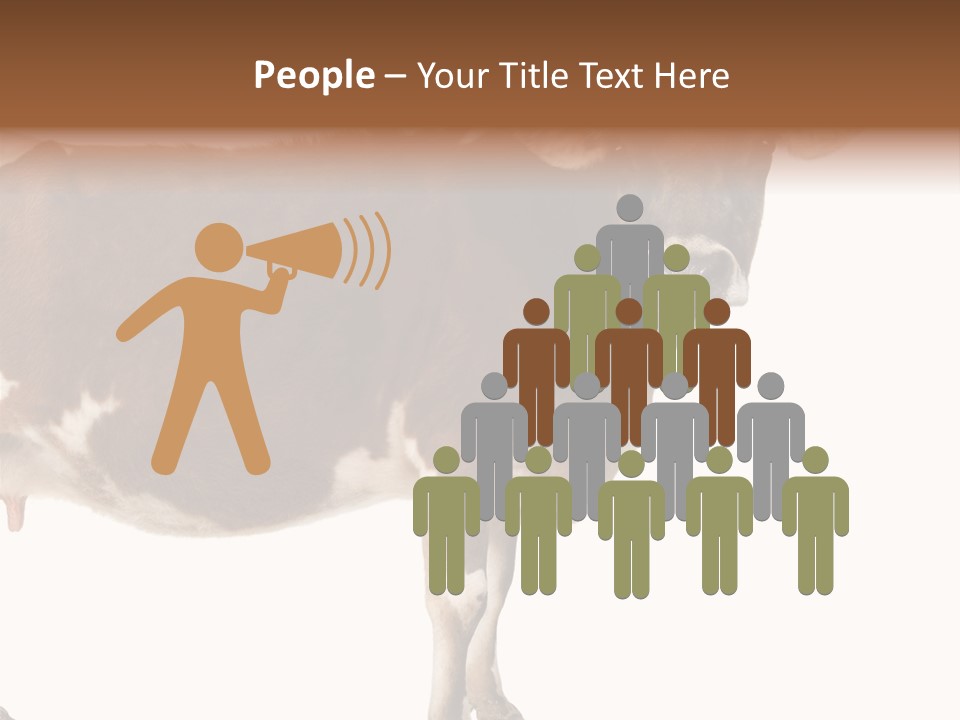 Brown Jersey Cow (10 Years Old) In Front Of A White Background PowerPoint Template