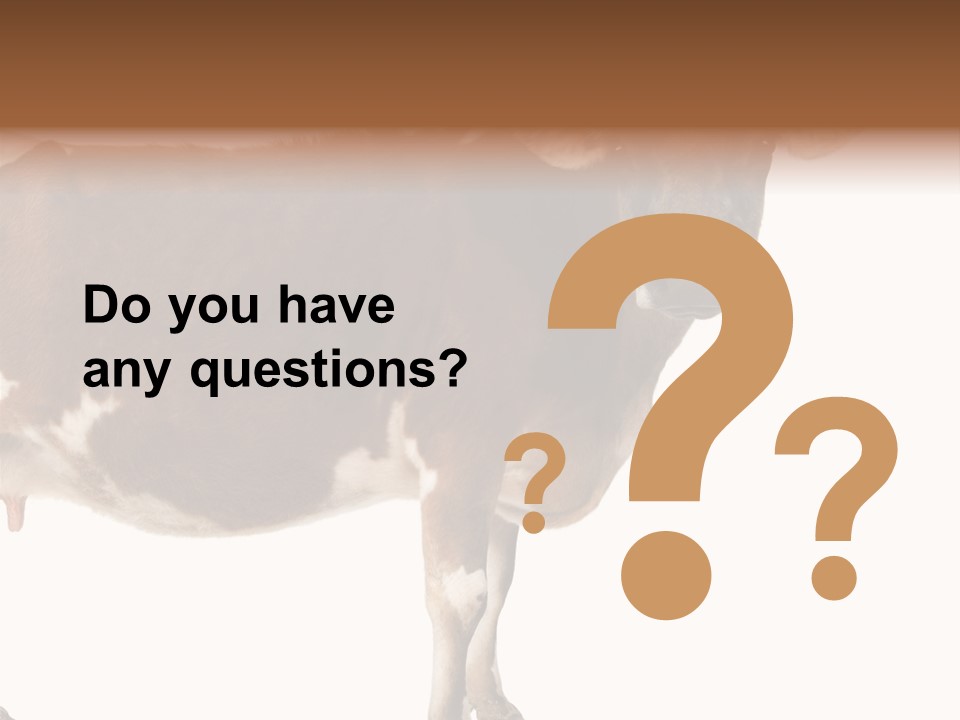 Brown Jersey Cow (10 Years Old) In Front Of A White Background PowerPoint Template