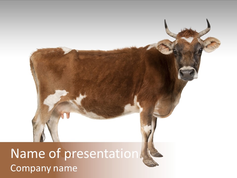 Brown Jersey Cow (10 Years Old) In Front Of A White Background PowerPoint Template