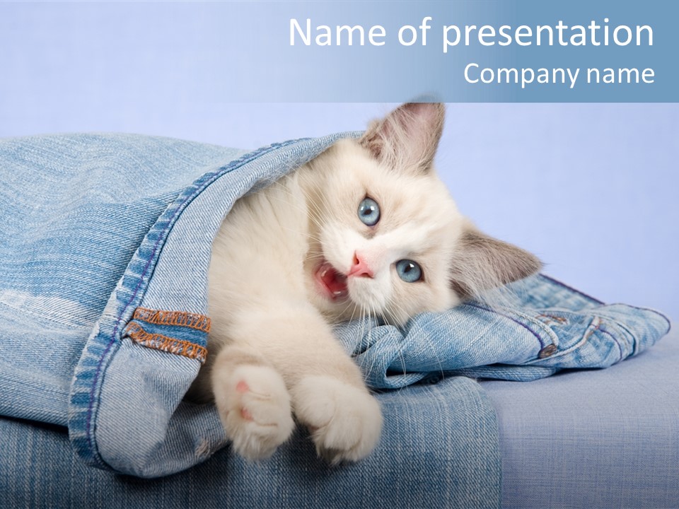 Pretty Ragdoll Kitten Lying Inside Leg Of Jeans Denim Pants On Blue Background PowerPoint Template