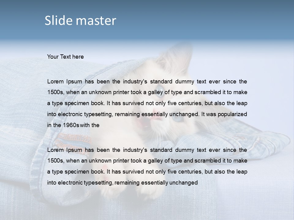 Pretty Ragdoll Kitten Lying Inside Leg Of Jeans Denim Pants On Blue Background PowerPoint Template