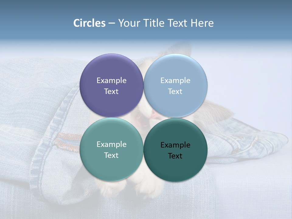 Pretty Ragdoll Kitten Lying Inside Leg Of Jeans Denim Pants On Blue Background PowerPoint Template