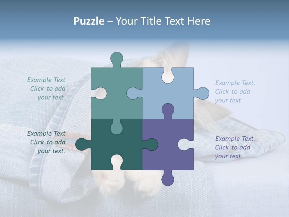 Pretty Ragdoll Kitten Lying Inside Leg Of Jeans Denim Pants On Blue Background PowerPoint Template