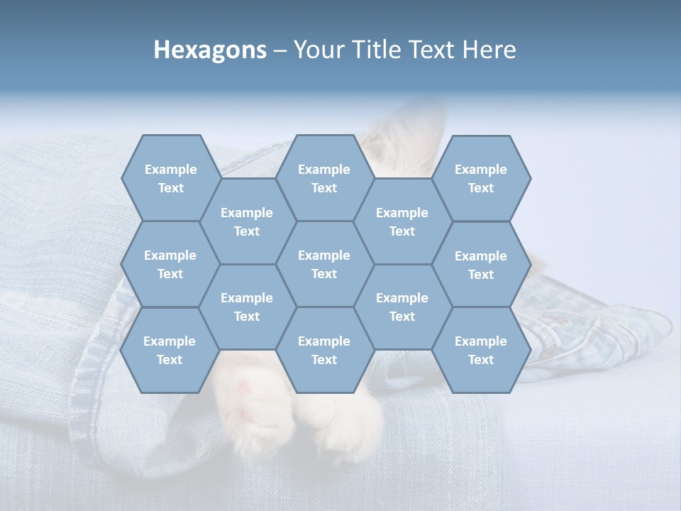 Pretty Ragdoll Kitten Lying Inside Leg Of Jeans Denim Pants On Blue Background PowerPoint Template