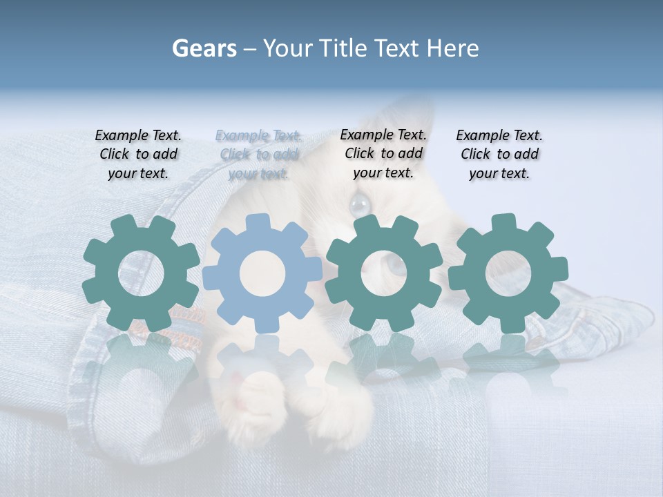 Pretty Ragdoll Kitten Lying Inside Leg Of Jeans Denim Pants On Blue Background PowerPoint Template