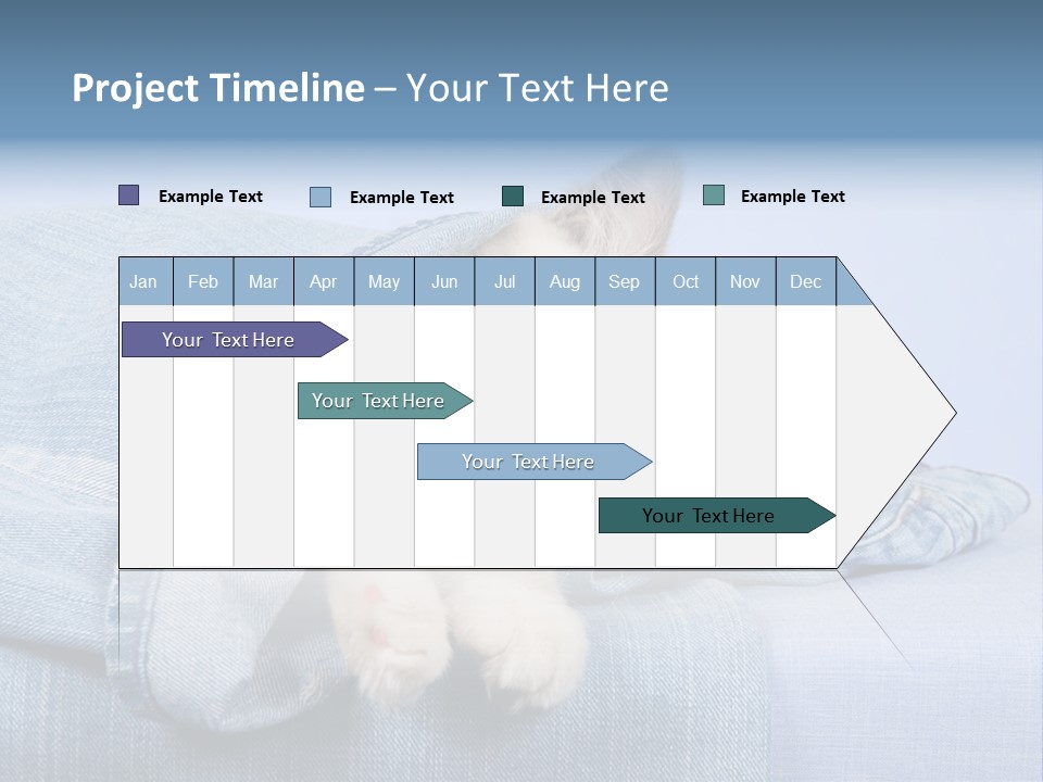 Pretty Ragdoll Kitten Lying Inside Leg Of Jeans Denim Pants On Blue Background PowerPoint Template