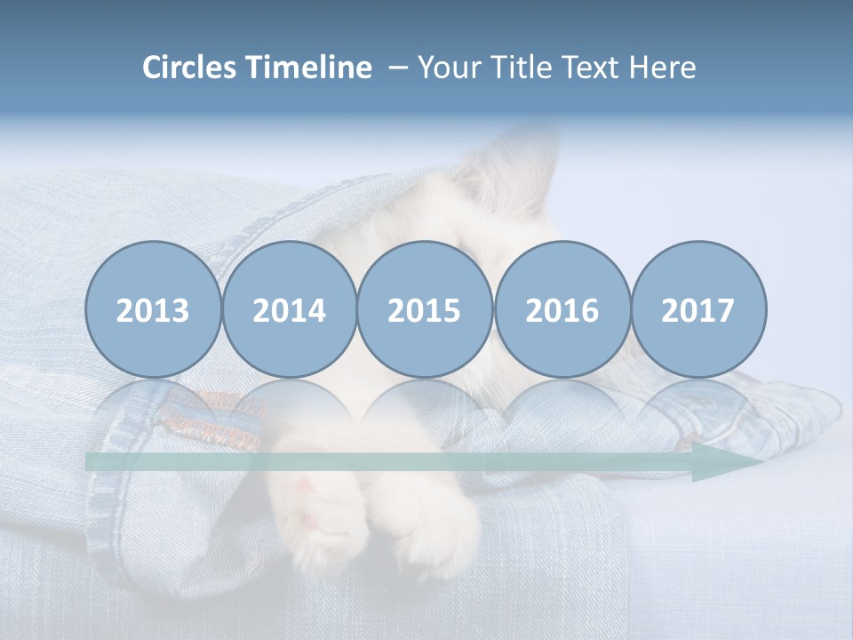 Pretty Ragdoll Kitten Lying Inside Leg Of Jeans Denim Pants On Blue Background PowerPoint Template